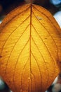 The light of the lantern passes through the yellow leaf of the tree and shines through it Royalty Free Stock Photo