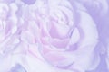 Light lavender background with wonderful tender rose