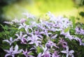 Light lavender clematis flowers in the summer.