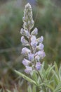 Light Lavender Lupine soloing in springtime shrub steppe backdrop