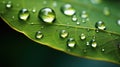 light leaf and water drop Royalty Free Stock Photo