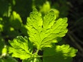 Light on leaves. Royalty Free Stock Photo