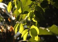 LIGHT ON LEAVES OF CINNAMON TREE