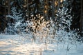 Light light snow - forest Royalty Free Stock Photo