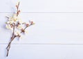 Light lilac background with flowering apricot branches.