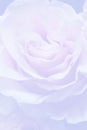 Light lilac background with wonderful tender rose