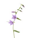 Light lilac Bellflowers isolated on white background