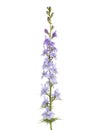 Light lilac flower of Delphinium isolated on white background