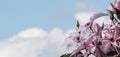 Light lilac flowers of kematis against the sky with clouds Royalty Free Stock Photo