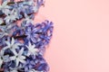 Light lilac hyacinths on a pink background. Royalty Free Stock Photo