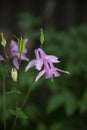 Aquilegia vulgaris, soft pinkish flower having unique carved bell-shape with warn green crown-like buds Royalty Free Stock Photo