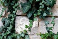 A light limestone wall covered with green ivy leaves after rain. Royalty Free Stock Photo