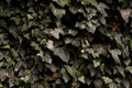 A light limestone wall covered with green ivy leaves after rain. Royalty Free Stock Photo