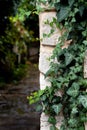 A light limestone wall covered with green ivy leaves after rain. Royalty Free Stock Photo