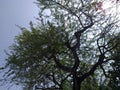 Light line and life. Green tree and beautiful blue sky. And with sunshine. I also like it Royalty Free Stock Photo