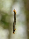 The light magpie moth larvae Royalty Free Stock Photo