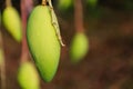 Light mango at mango orchards