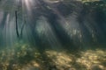 Light and Mangrove Forest Underwater in Indonesia Royalty Free Stock Photo