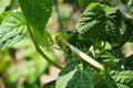 Light Mantis. Light mantis sits on the green leaves of a raspberries in the garden. Royalty Free Stock Photo