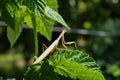 Light Mantis. Light mantis sits on the green leaves of a raspberries in the garden. Royalty Free Stock Photo