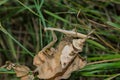 Light Mantis. Mantis sits on a dry leaf on a background of green grass.