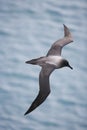 Light-mantled sooty Albatross