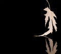 Light maple tree leaf skeleton with reflection on black Royalty Free Stock Photo