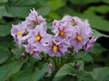 Light Mauve Potato Flowers With Yellow Centres