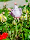 Light mauve rose on branch