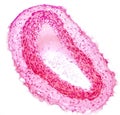 Light micrograph of a muscular artery Royalty Free Stock Photo
