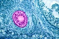 Light micrograph of ovary Royalty Free Stock Photo