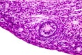 Light micrograph of ovary Royalty Free Stock Photo