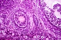 Light micrograph of ovary Royalty Free Stock Photo