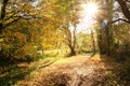 Light mood in the autumn forest, shining foliage Royalty Free Stock Photo