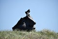 28-june-2019, Scheveningen, North Sea, The Hague, Netherlands, Europe.