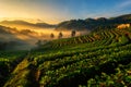 Light morning mist the strawberry farm is Ang Khang in Thailand. Royalty Free Stock Photo