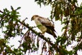 Light-morph common buzzard (Buteo buteo) perched high Royalty Free Stock Photo