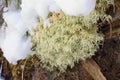 Light moss green covered snow closeup