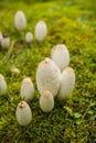 Light mushrooms on green grass lawn. Family of mushrooms.