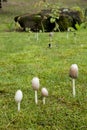 Light mushrooms on green grass lawn. Family of mushrooms.
