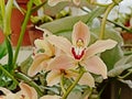 Light orange boat orchid flower - cymbidium
