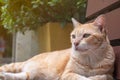 Light orange cat lying on a wooden bench Royalty Free Stock Photo