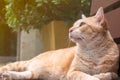 Light orange cat lying on a wooden bench Royalty Free Stock Photo