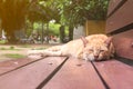 Light orange cat sleeping on a wooden bench Royalty Free Stock Photo