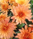 Light orange Chrysanthemum flowers Royalty Free Stock Photo