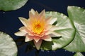 A light orange color of `Comanche` hardy Waterlily