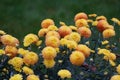 Light orange color of Pompon mum `Kelvin Mandarin` flowers