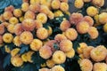 Light orange color of Pompon mum \'Kelvin Mandarin\' flowers