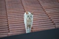 Light orange tabby cat