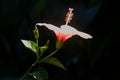 Light Orange Hibiscus Flower and Bud Royalty Free Stock Photo